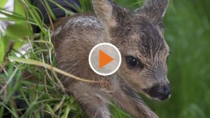 Screen_Tierrettung erhaelt neue Drohnen