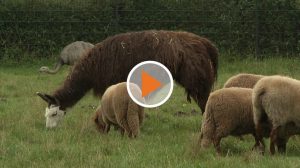 Baeuernhof aus Freren zog um_Screen