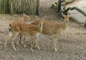 Sikaweibchen ® Franz Frieling