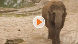 211022_Screen_Zwangere-Olifant