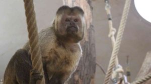 Kapuzineräffchen - Zoo Osnabrück