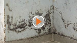 Screen_22 01 21 Schimmel und Feuchtigkeit im Lingener Tierheim