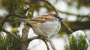 Screen_22 01 26 120_000 Menschen zaehlten 4_2 Millionen Wintervoegel