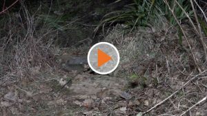 220319_Screen_Leblos_am_Ufer_gefunden