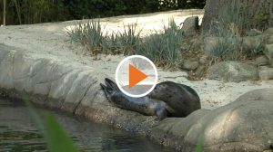 22 05 17_Screen_Lotte_loest_Presserummel_in_Nordhorn_aus