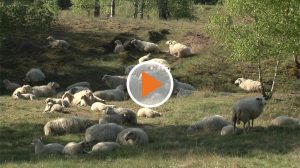 220506_Screen_Landschafe_Bentheims_tun_gutes_für_Mensch_und _Natur