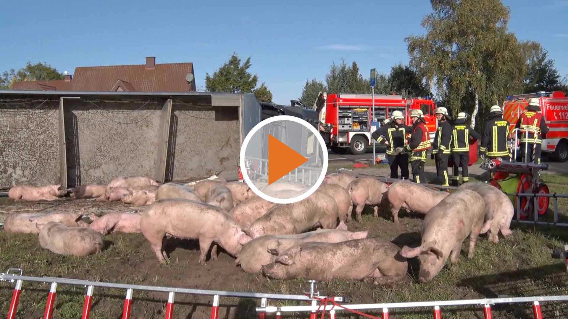 221011_Screen_Video Schweinetransporter azuf B402 umgekippt