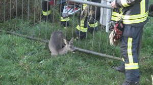 221106_Screen_Schreiendes_Rehkitz_befreit