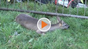 221106_Screen_Tiereischer_Einsatz_fuer_die_Feuerwehr