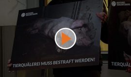 230131_Screen_Tierleid-in-Schweinemast-Tierschuetzer-protestieren