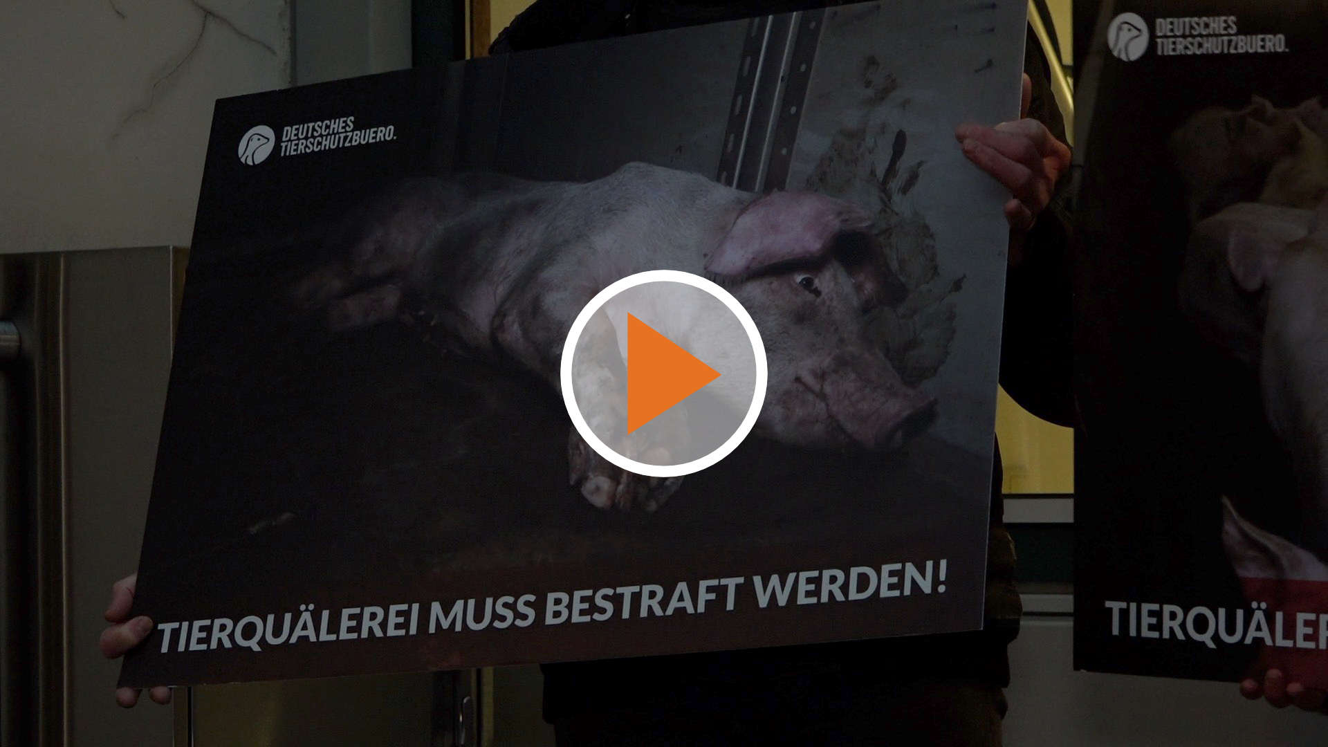 230131_Screen_Tierleid-in-Schweinemast-Tierschuetzer-protestieren