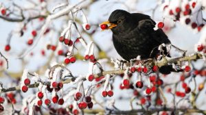 Symbolbild_Quelle-NABU_Amsel
