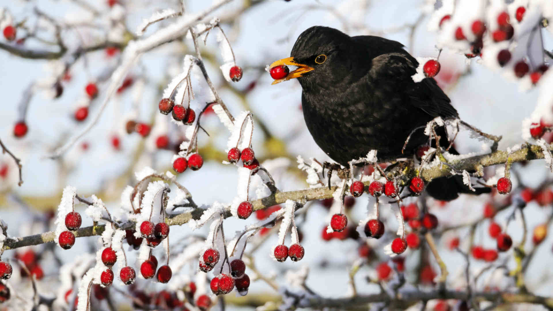 Symbolbild_Quelle-NABU_Amsel