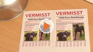 Screen_ 240501 laika vermisster Hund