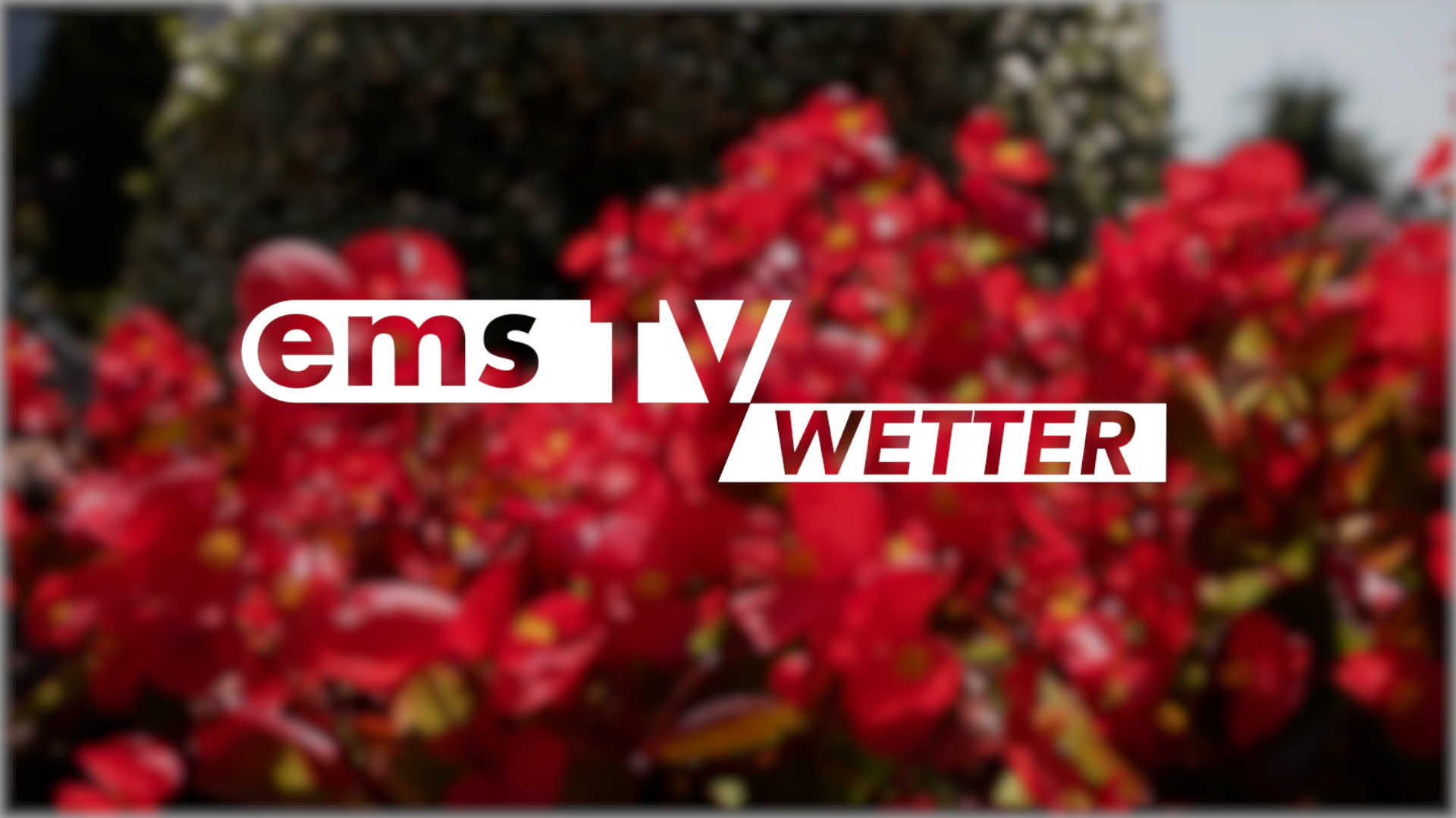 Screen_Wetter_Blumen