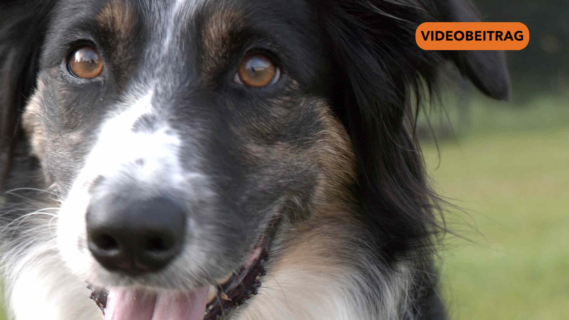 240830_Screen endliche neue Hundefreilaufflaeche in Emsbueren