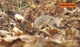 Screen_241029 Igel auf der roten Liste 2