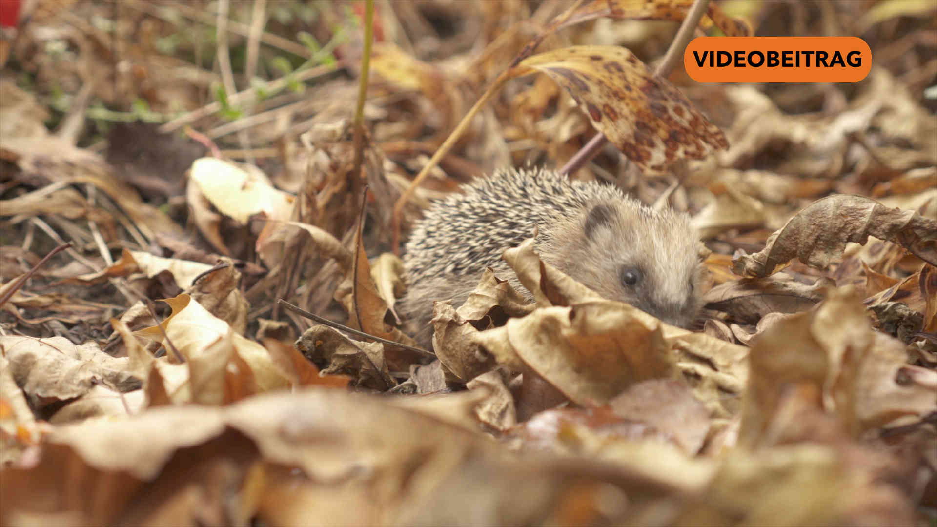 Screen_241029 Igel auf der roten Liste 2