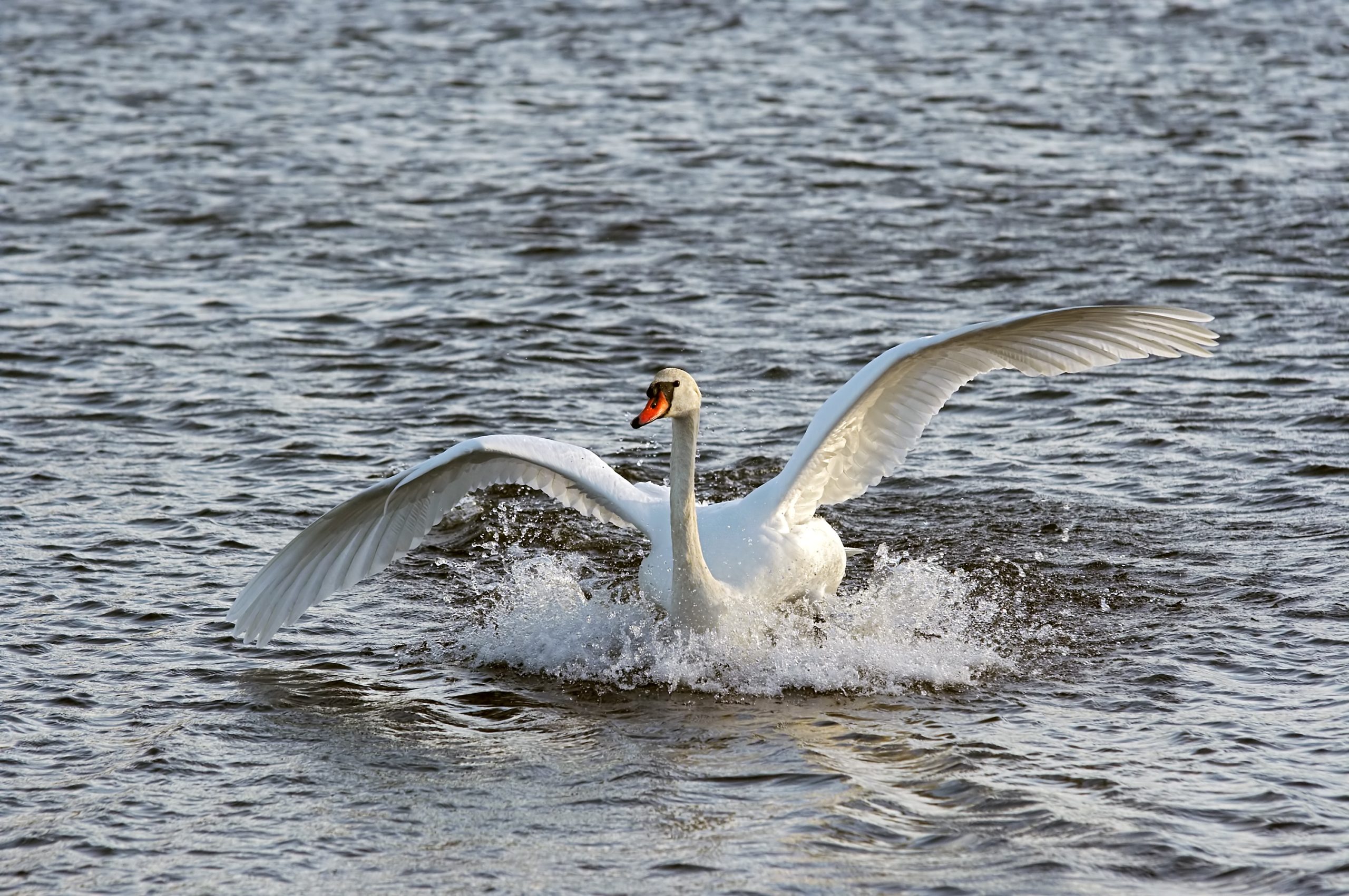 water skiing