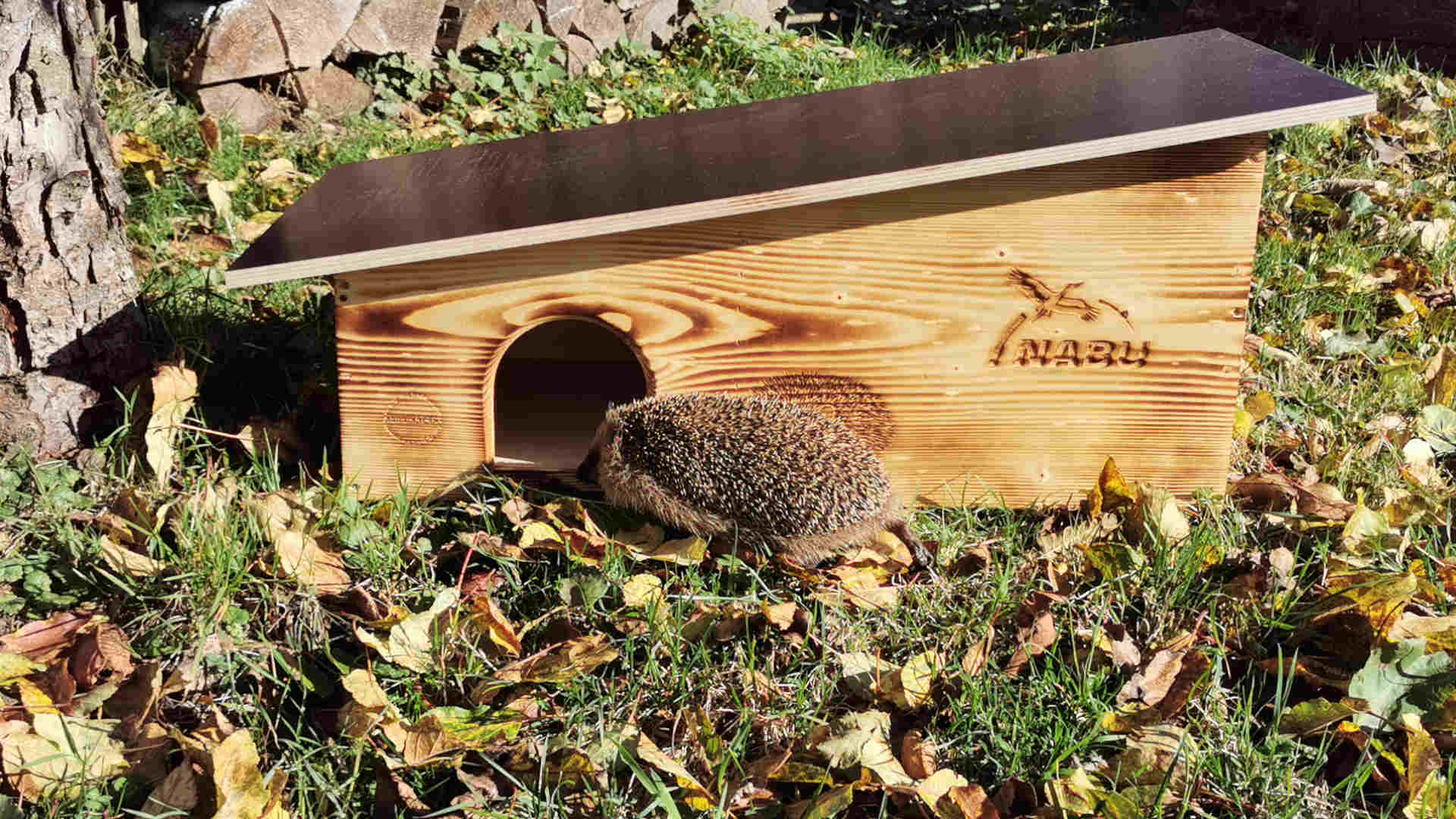 241221_Der Igel Geliebt und doch in Schwierigkeiten