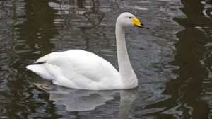 250113_Zwergschwanexkursion mit dem NABU