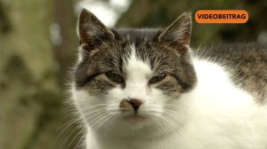 SCREENKatzenPapenburg