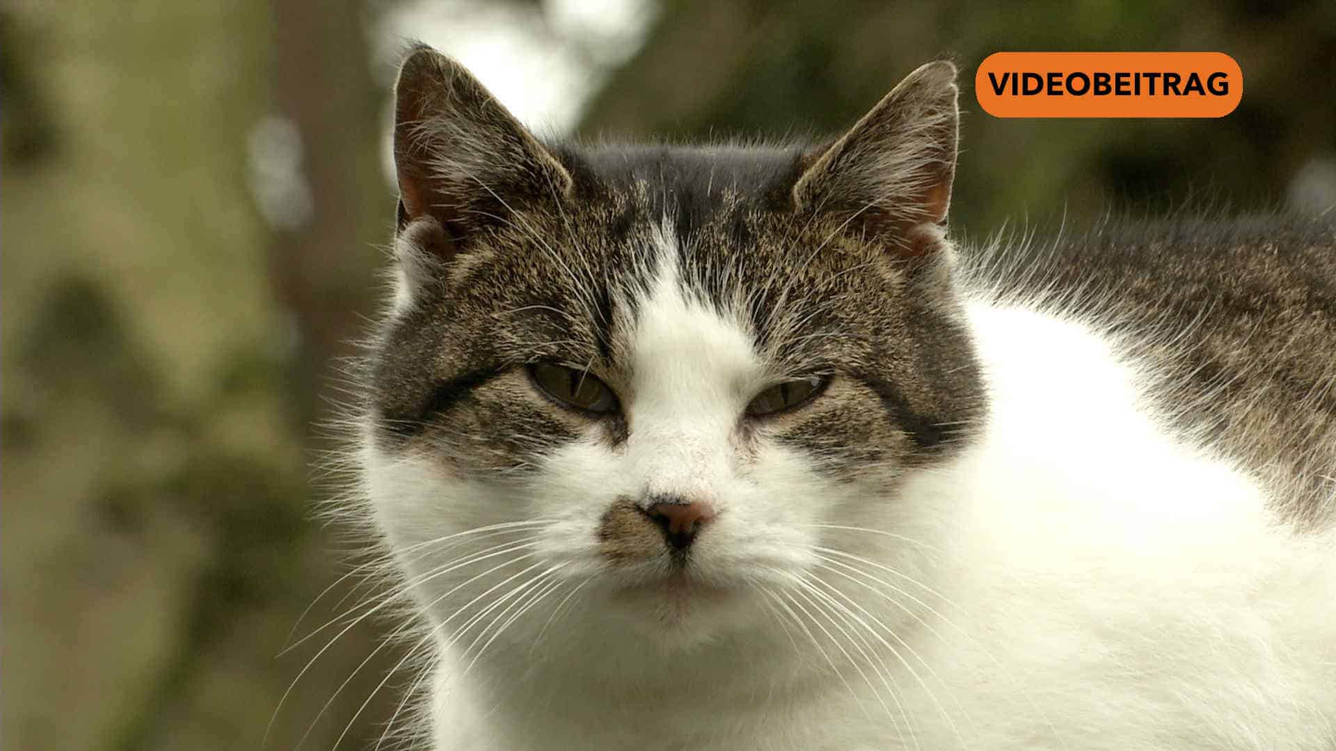 SCREENKatzenPapenburg