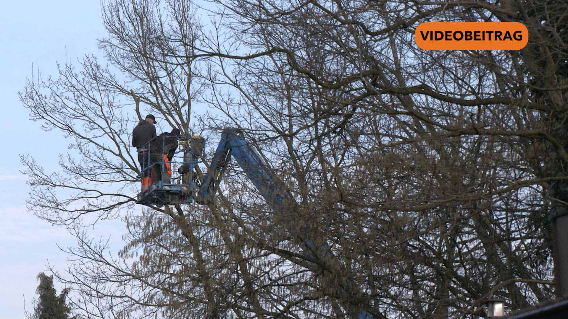 25 02 20. Baumfaellung
