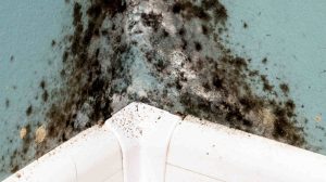 250205_Schlimmer Schimmel so haben Schimmelpilze keine Chance