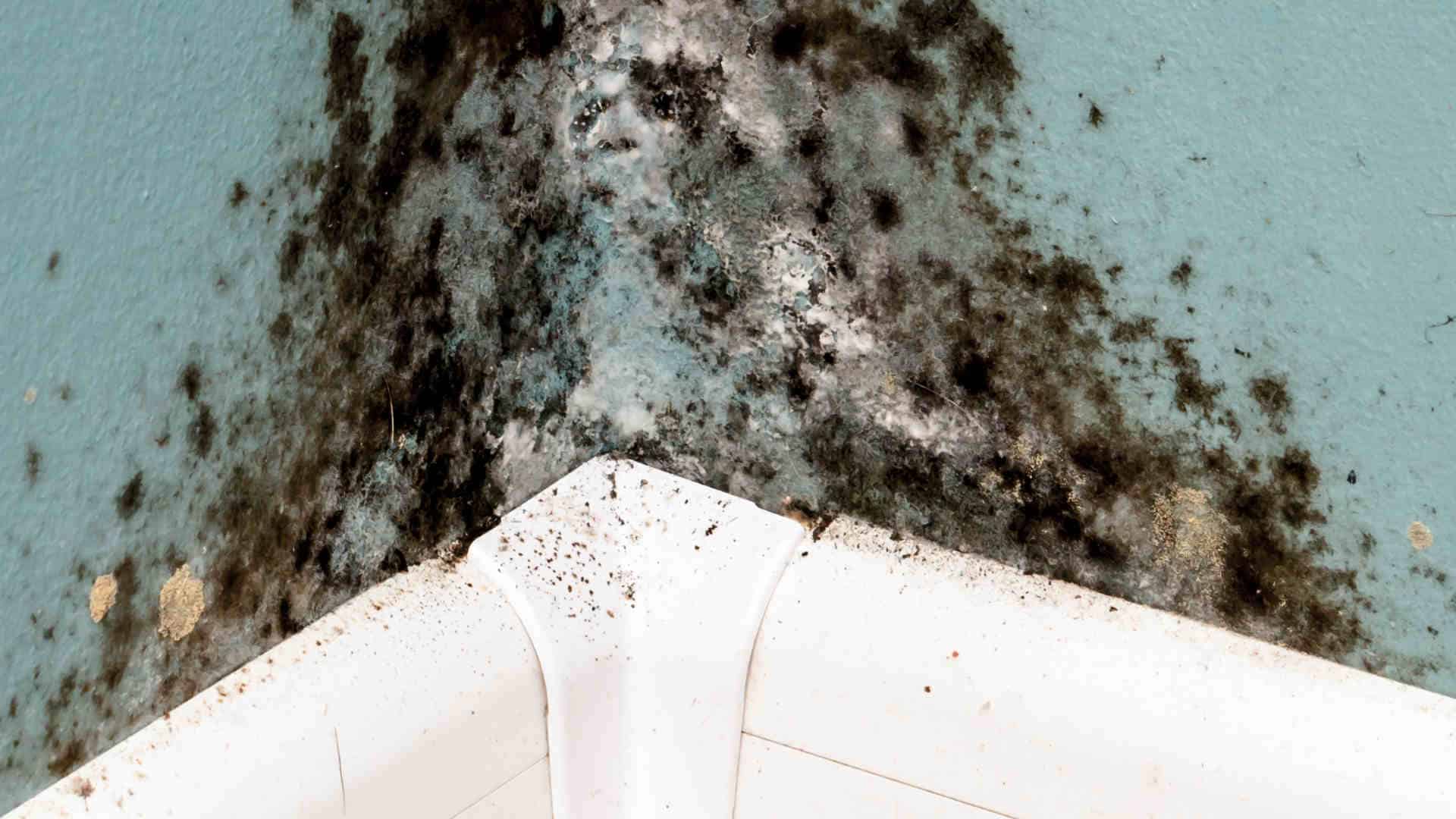 250205_Schlimmer Schimmel so haben Schimmelpilze keine Chance