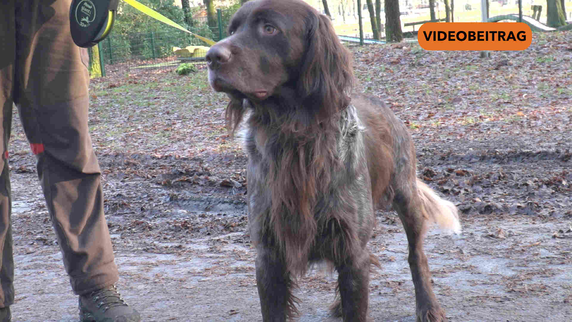 250205_Screen_Hundesuchhilfe Herzlake