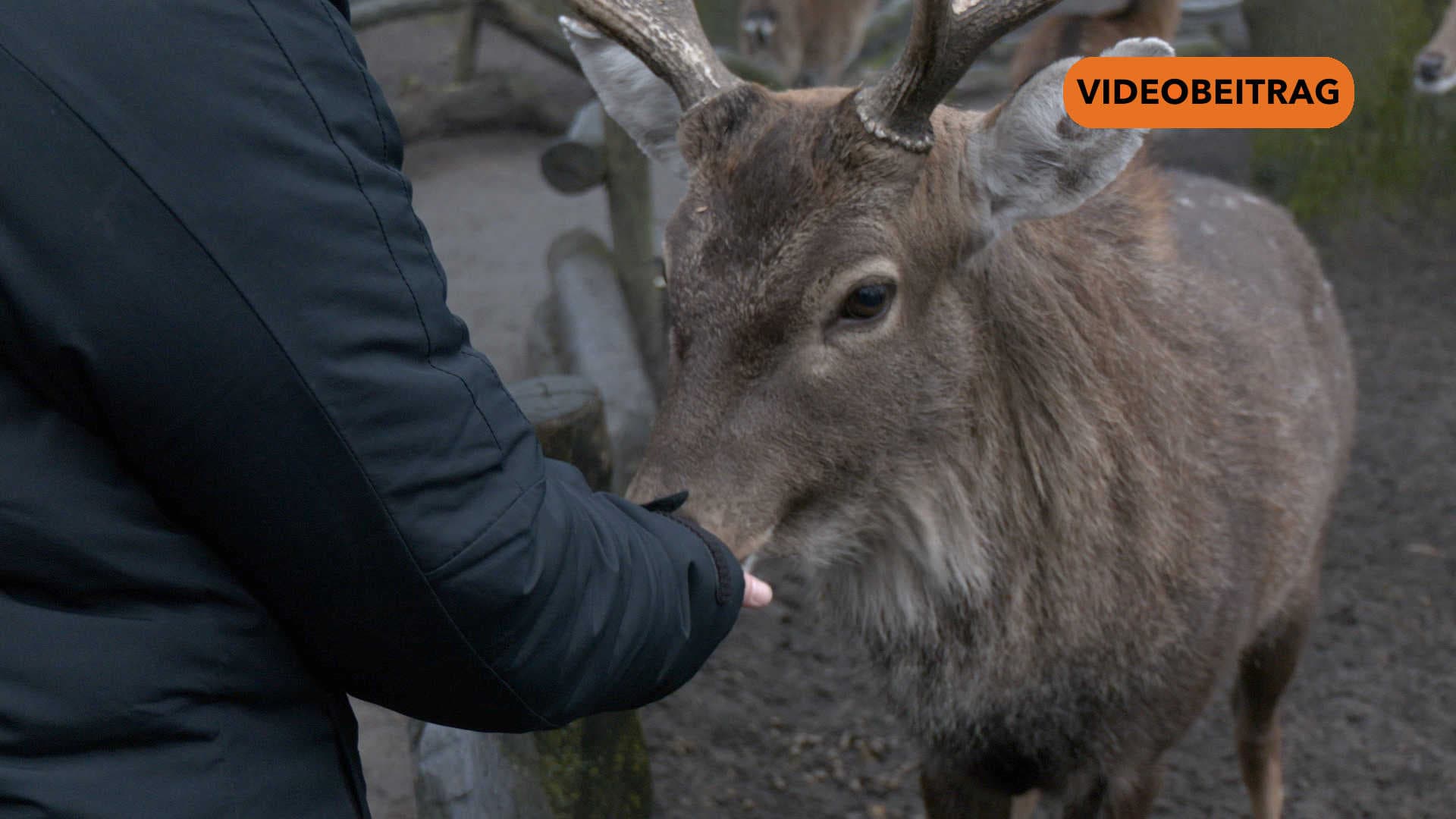 250214_Screen_Tierpflegerin fuer einen Tag Teil eins