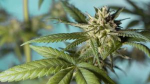 Screen_250227 Cannabis