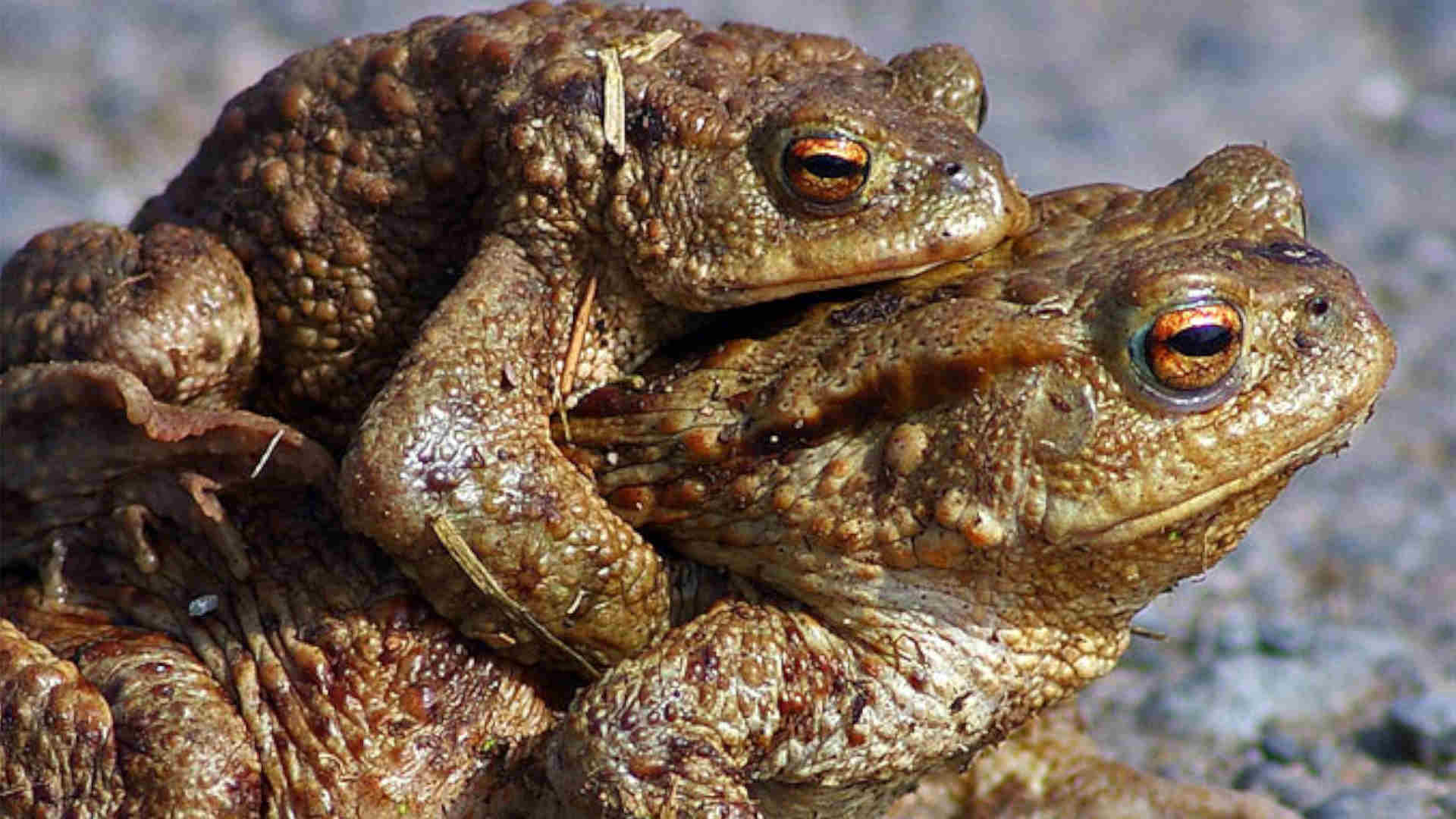 Symbolbild_Erdkroetenpaar_c_NABU_Hubertus Schwarzentraub