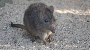 250304_Wieder da Beuteltiere im Osnabruecker Zoo