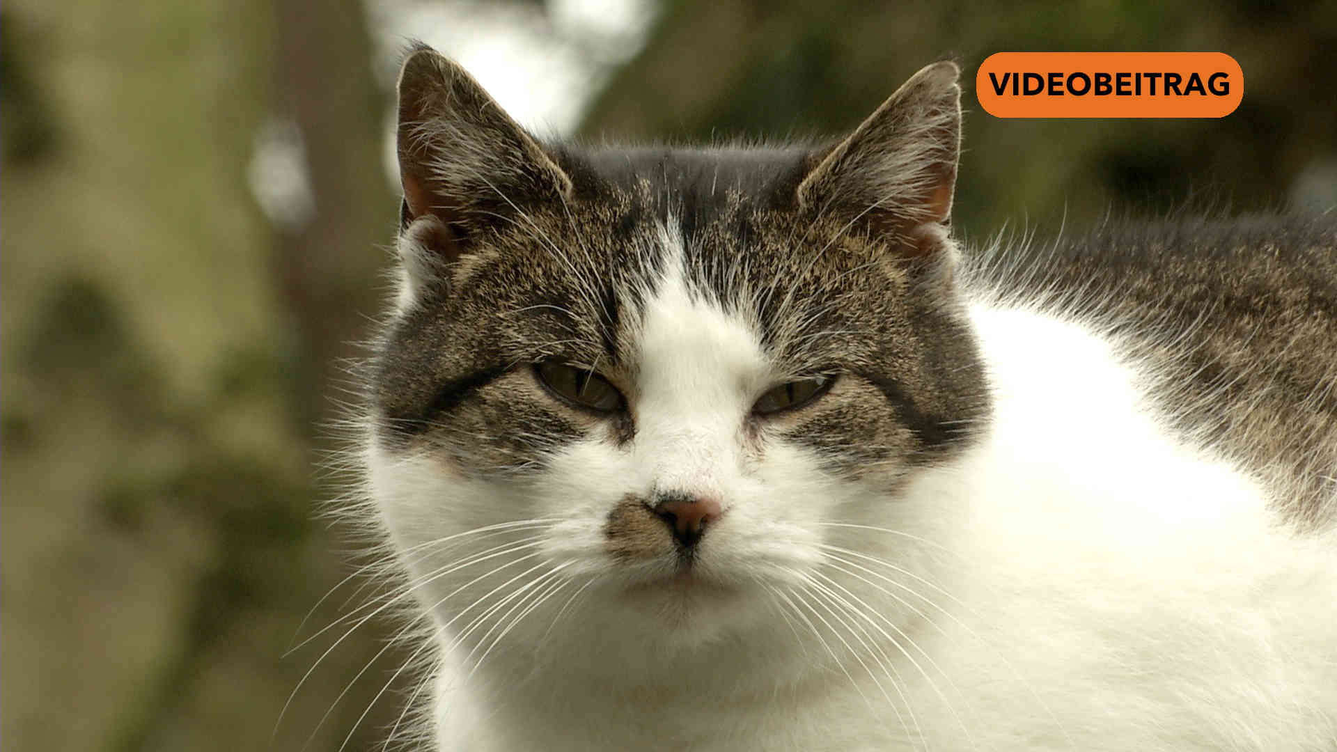 Screen_20250312_Papenburg Katzen