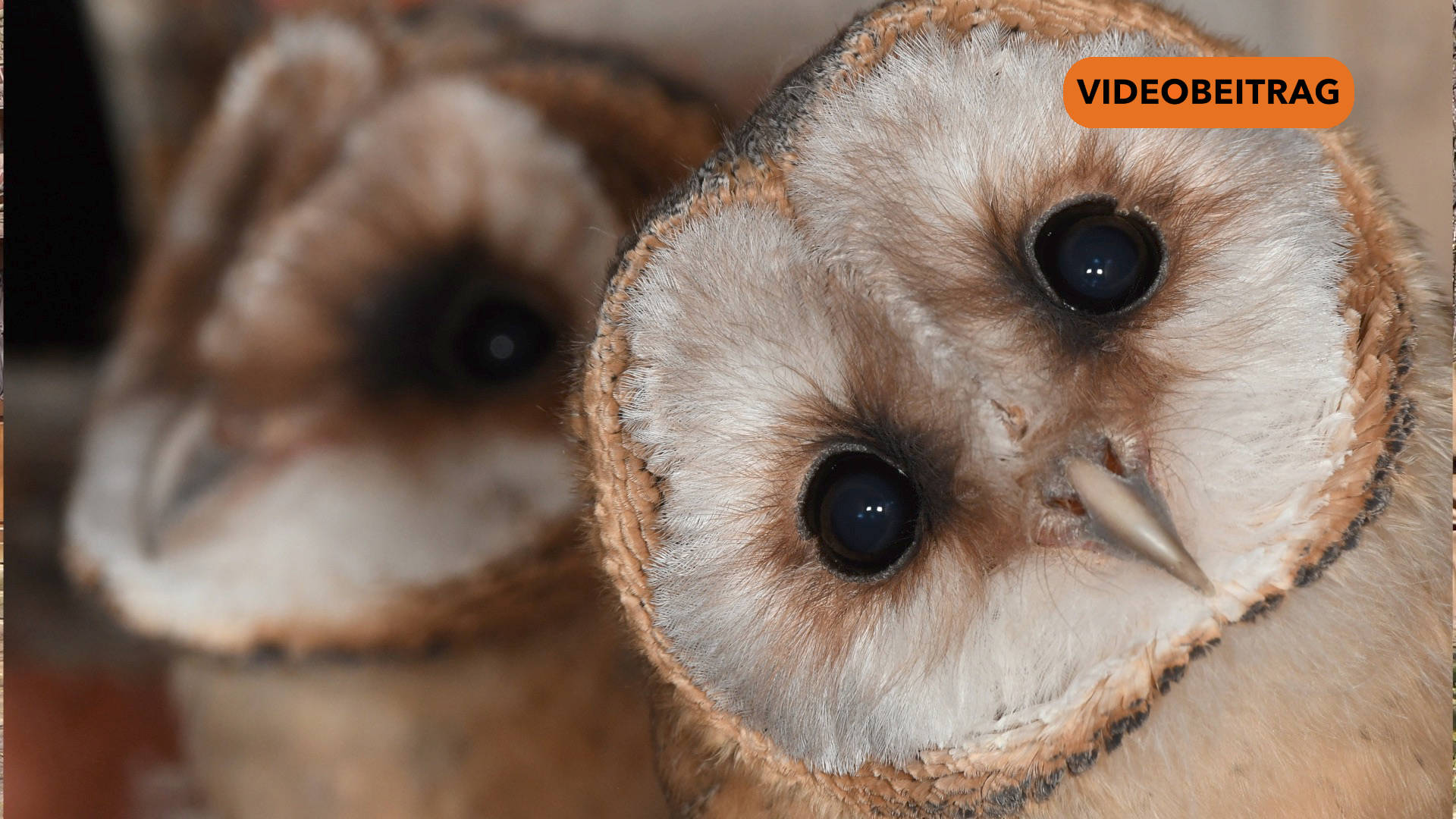 25 04 09 Schleiereulen SCREEN