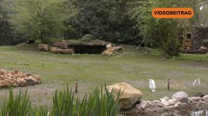 25 04 29 Wolfanlage SCREEN