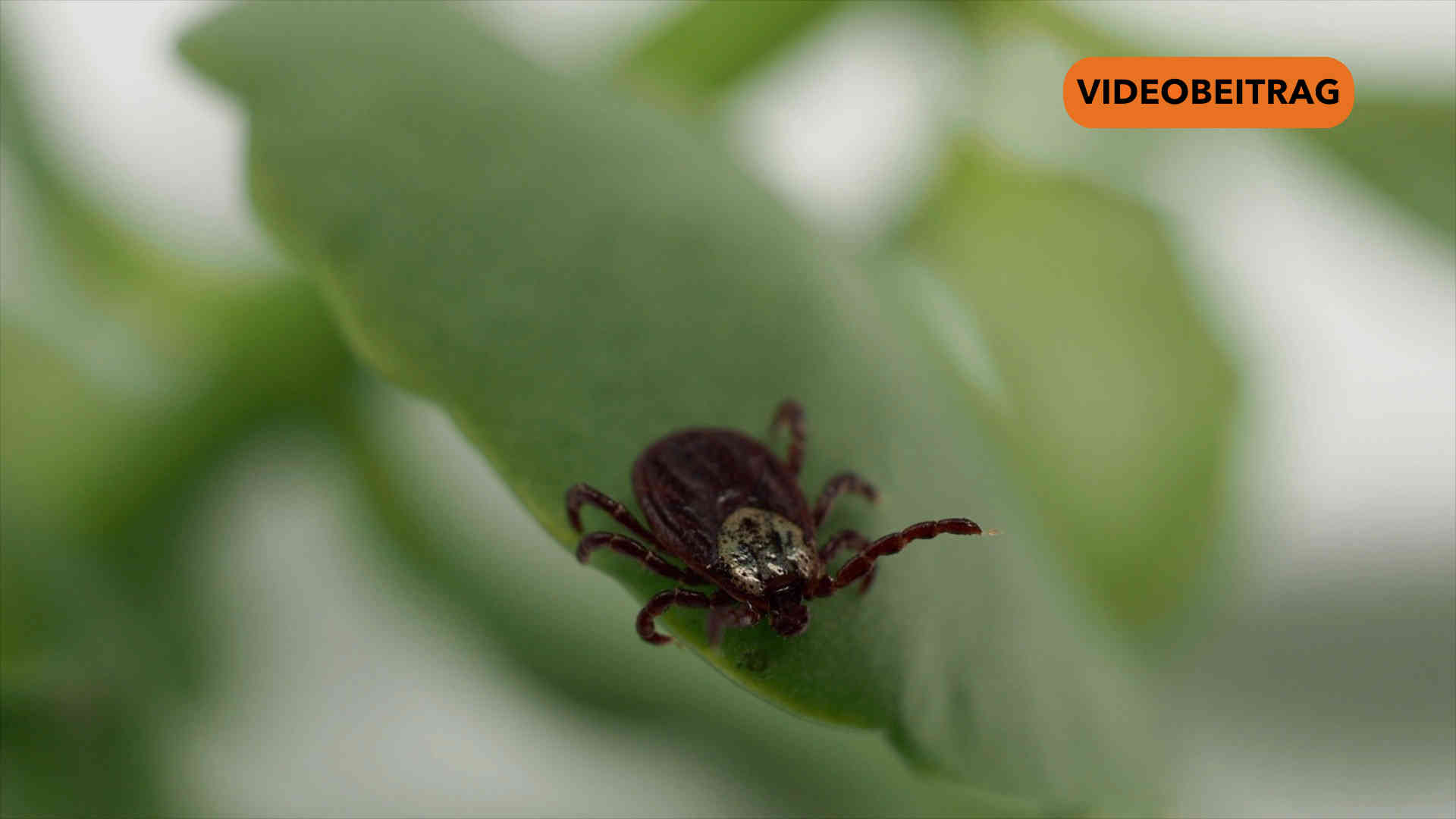 Screen_20250409_Zecken