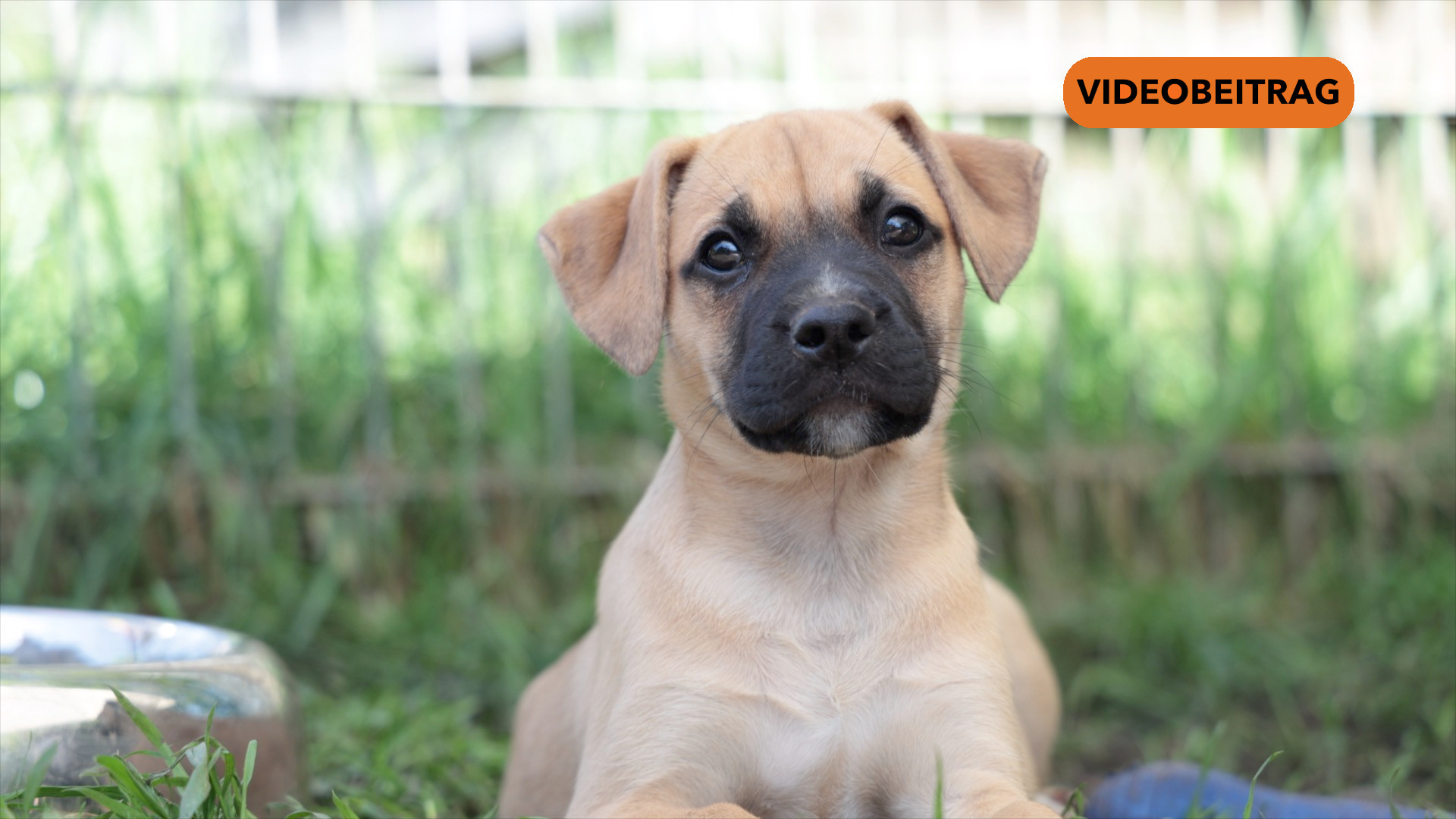 Screen_25 04 30 Hundewelpen