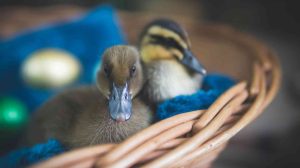 Screen_250423 Kleintierhaltung