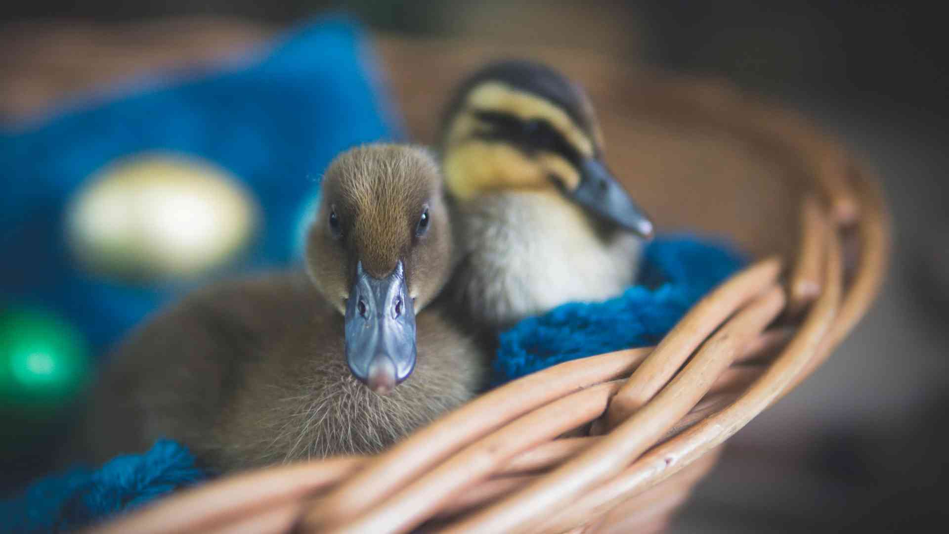 Screen_250423 Kleintierhaltung