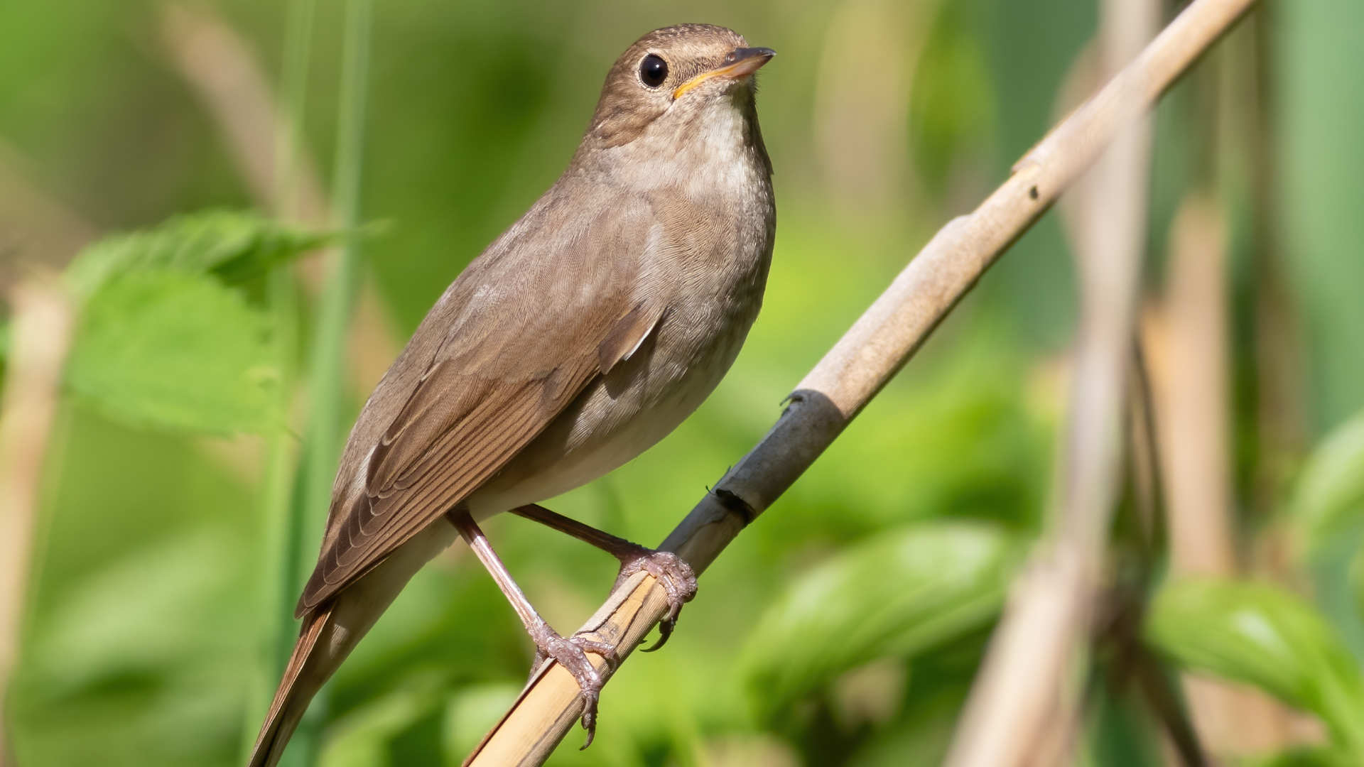 Symbolbild_Nachtigall