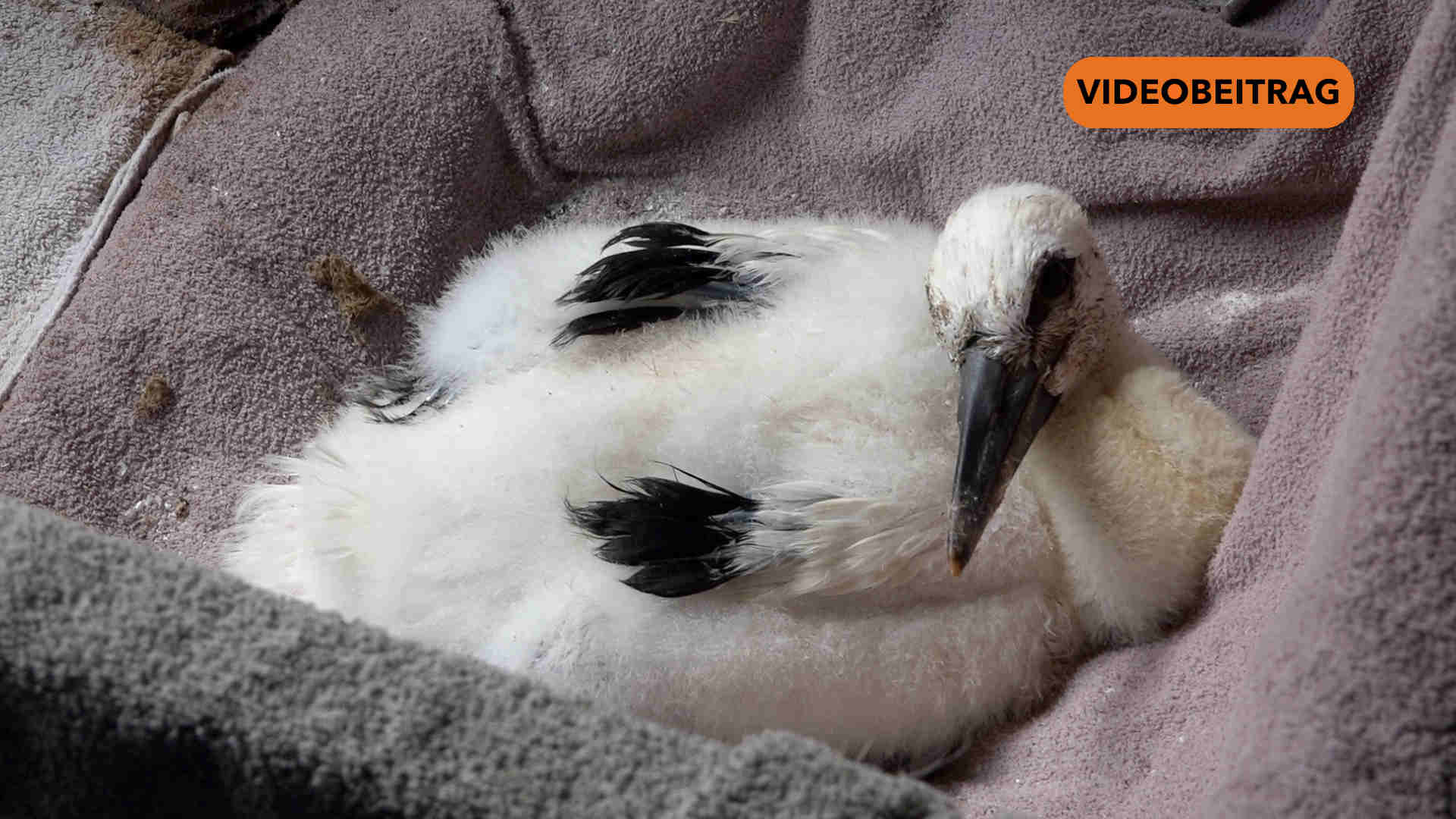 25 05 23 Storchwaisen SCREEN