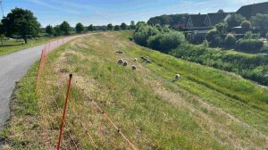 250516_Schafe zur Deichpflege im Einsatz