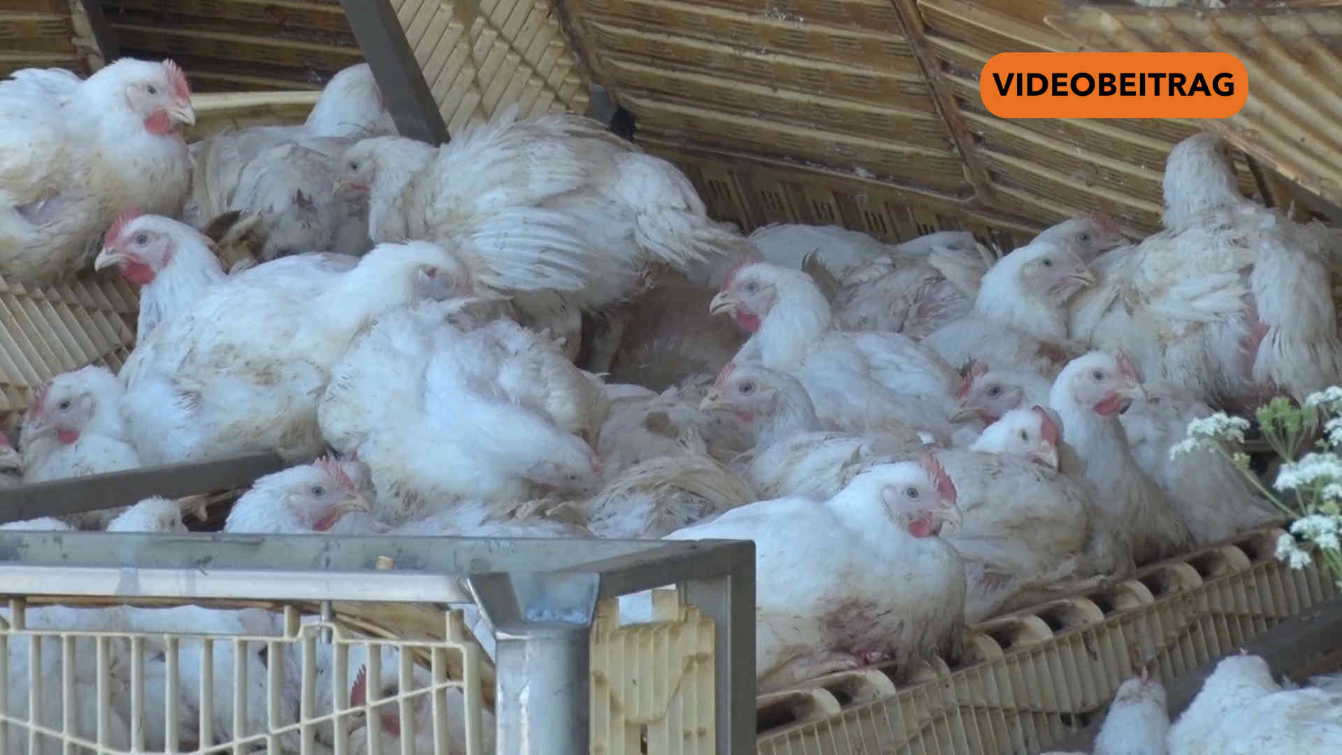 Screen_250513 Verunfallter Huehnerlaster