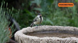 Screen_250526_Voegel bei anhaltender Trockenheit unterstuetzen