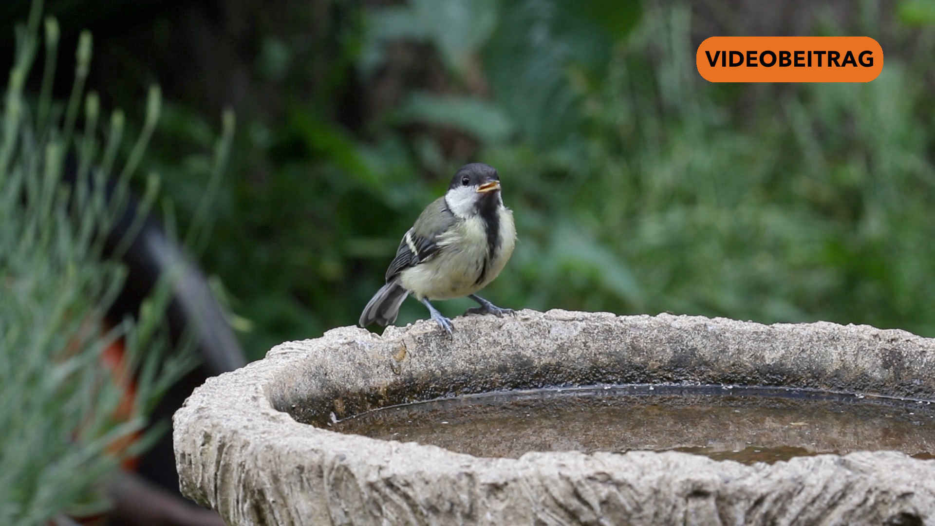 Screen_250526_Voegel bei anhaltender Trockenheit unterstuetzen