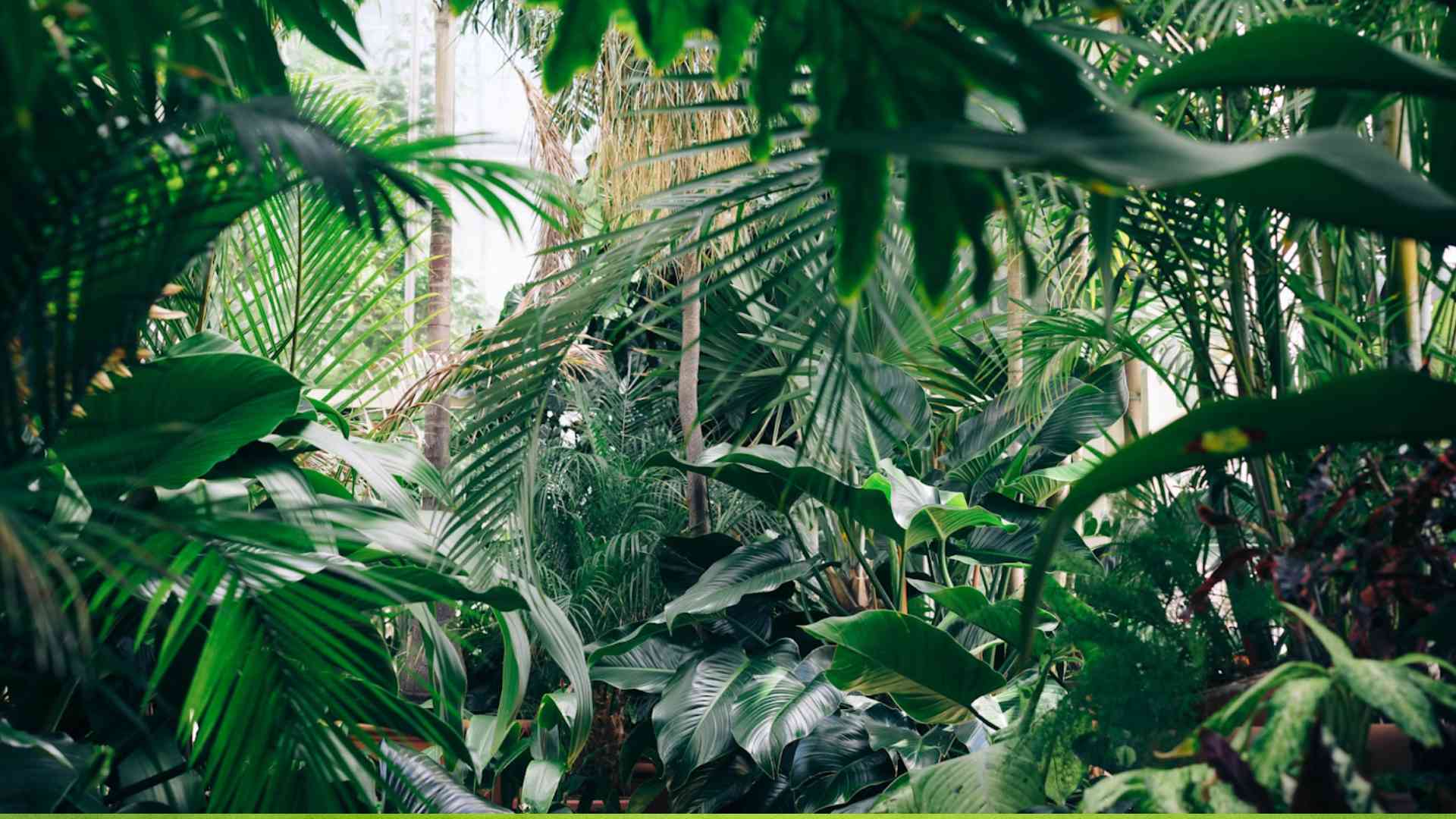 Screen_250527 Pflanzen Kommunikation