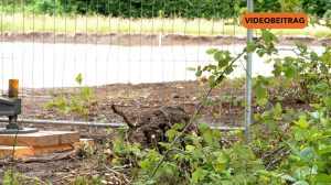 25 06 16 Baumfällung_SCREEN